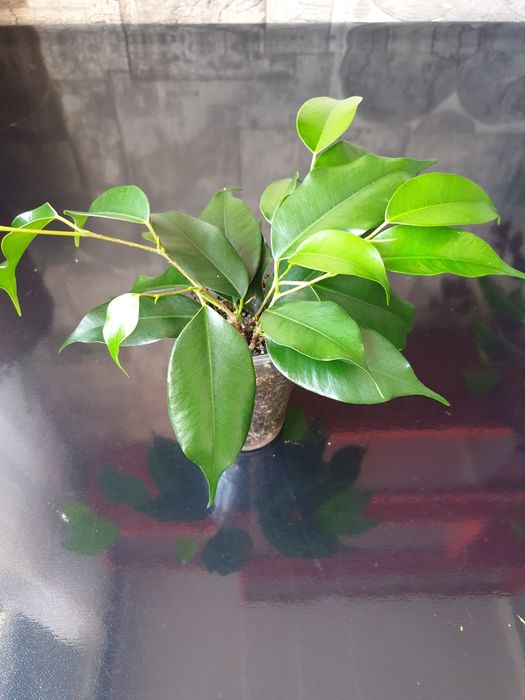 Фикус Бенджамина