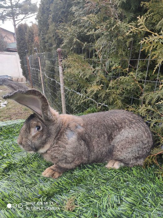 Промо Белгийски Великан--мъжки