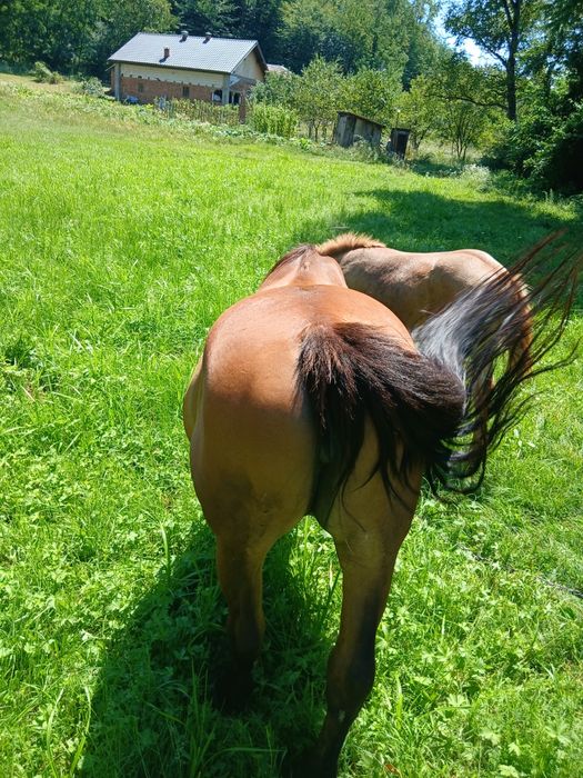 Vând iapă lucrată la pădure gestantă
