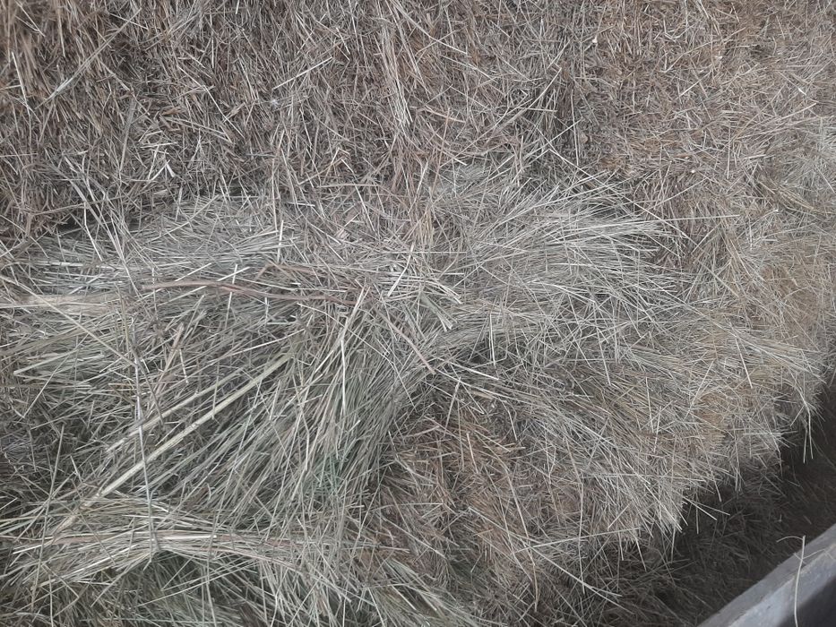 Сено, шоп тюковый