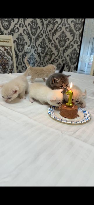 Мушук, мушукча, котёнок, котята