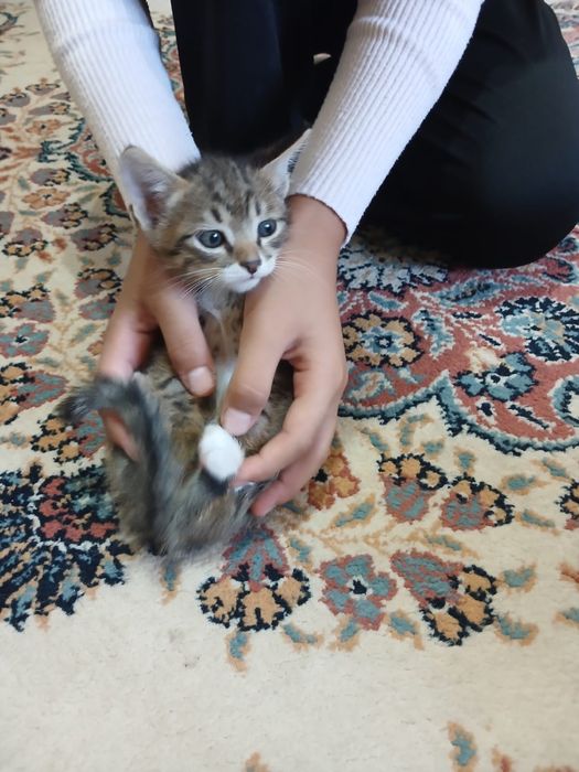 Отдам котят бесплатно