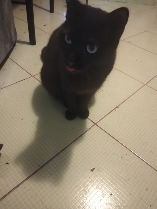 Pisica neagră de 2 ani