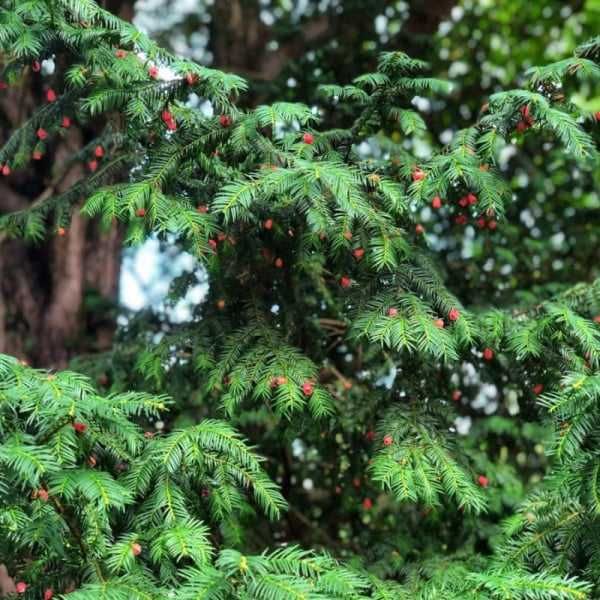 Tisa (Taxus baccata)