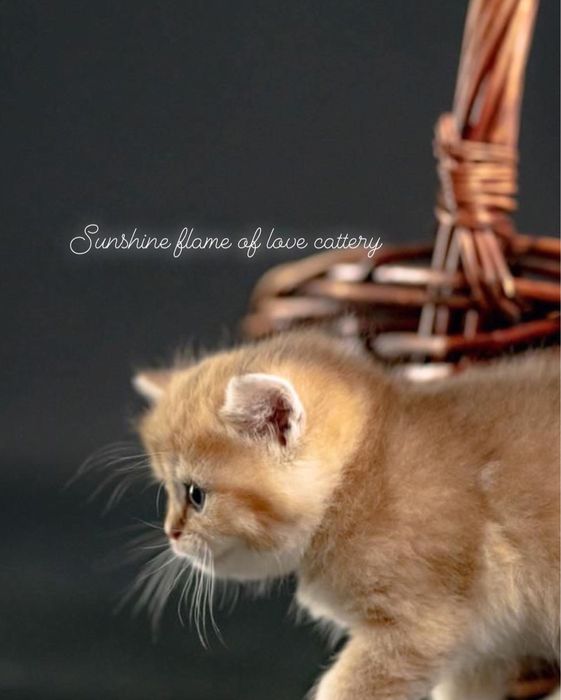 Киски ласковые