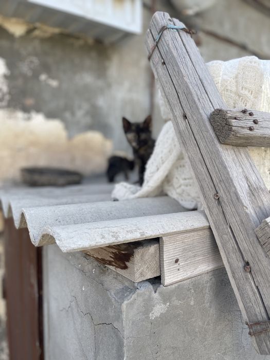 Отдам даром котят