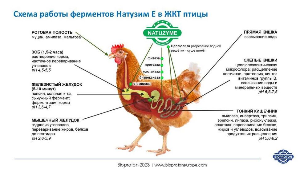 Кормовые добавки для птицеводства