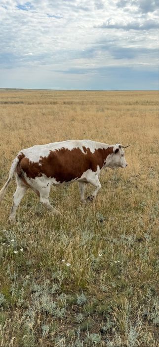 Продам две коровы и два бычка