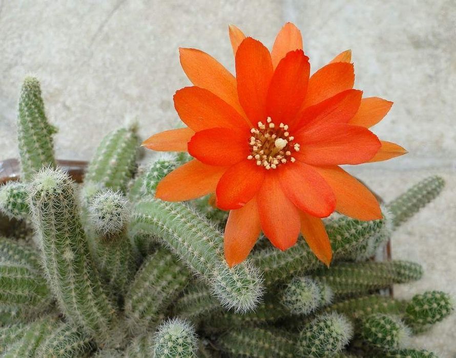 Pui cactus Chamaecereus silvestri