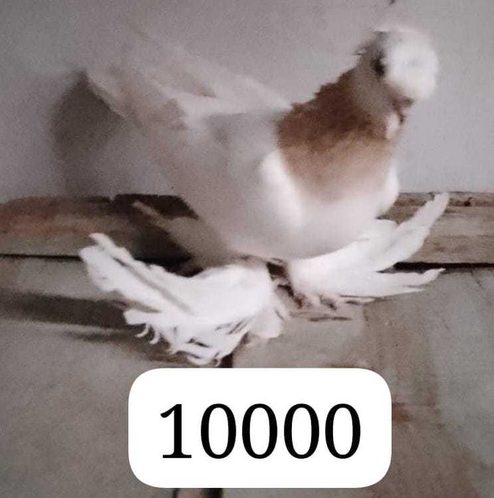 Продам голубей...