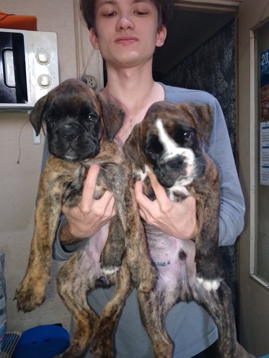 Продаются щенки немецкого боксёра