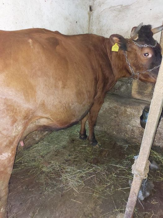 Vând vaca de 5 ani