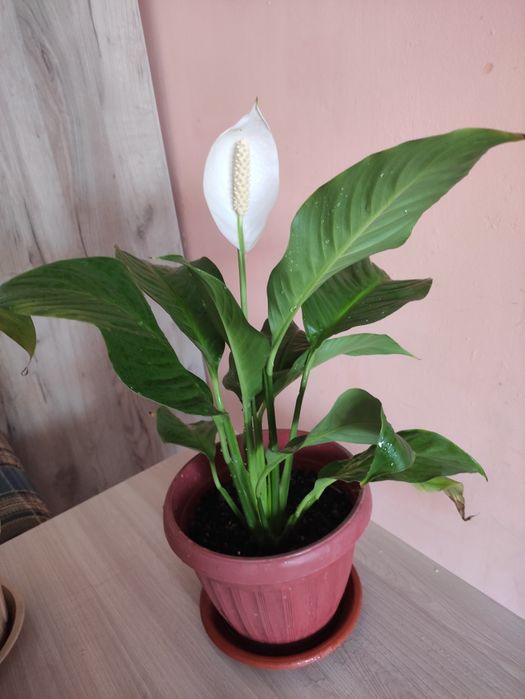 Женское счастье продам