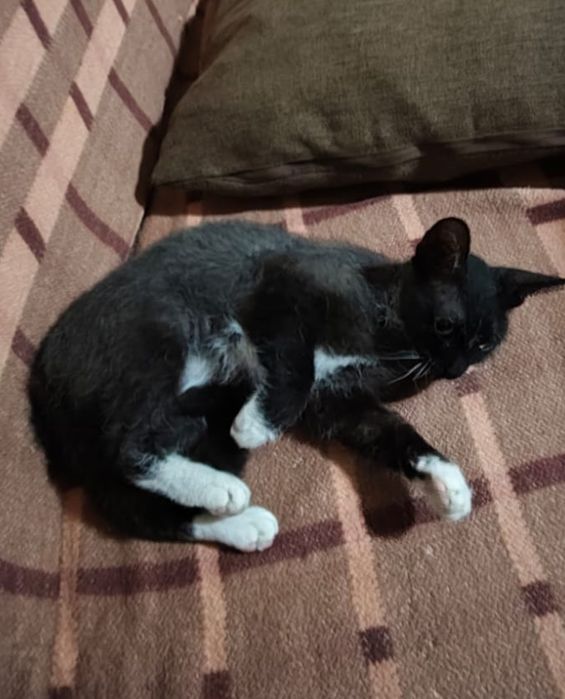 Продам кошечку в добрые руки