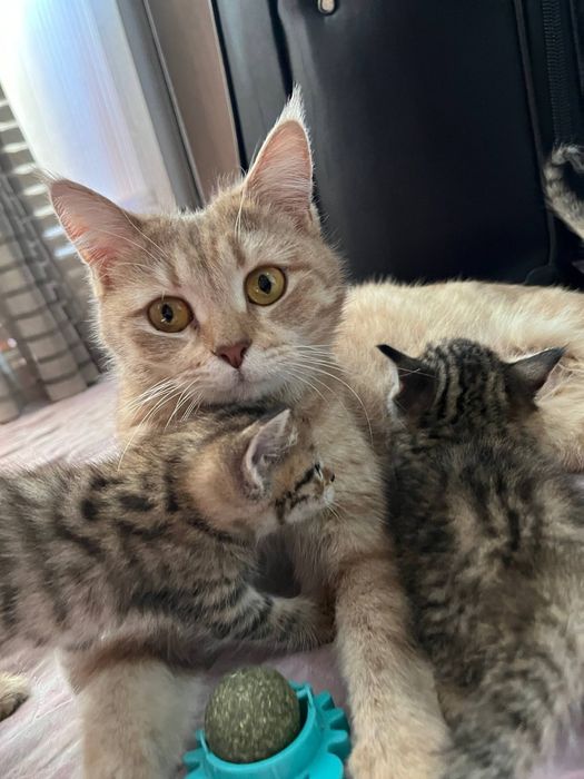 скоттиш-страйт...