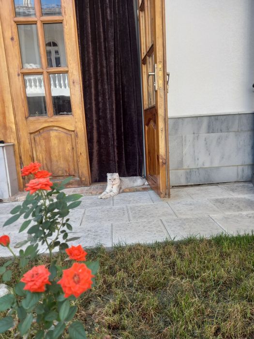 Продается вислоухая шиншилла кошка