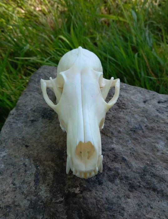 trofeu.trofee.craniu vulpe frumoasa