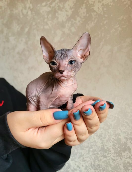 Донские Сфинксики.