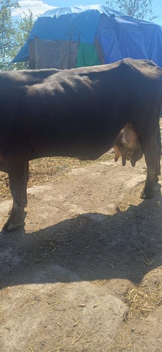 Vand vaca gestanta buna de lapte