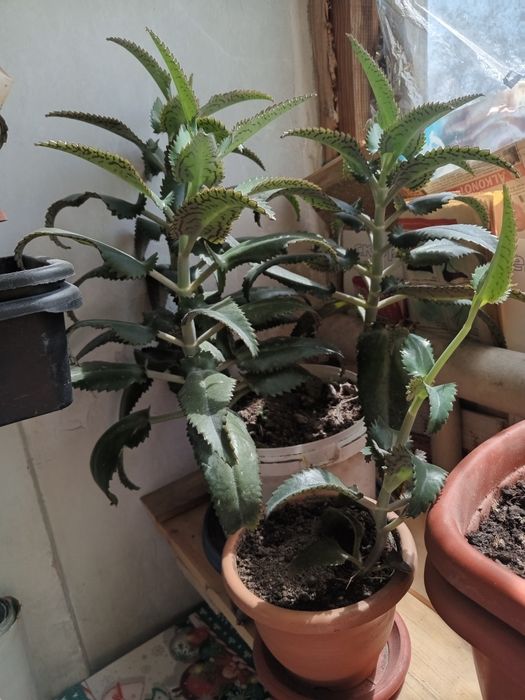 Продам комнатные цветы