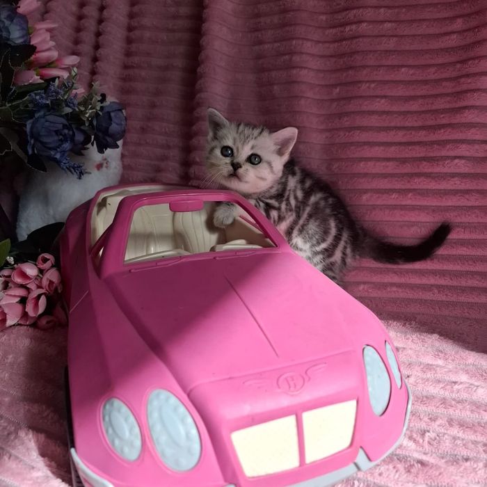 Британские котята