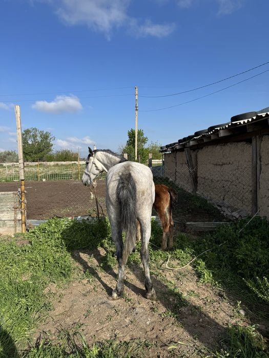 Құлынды бие //сауынды бие