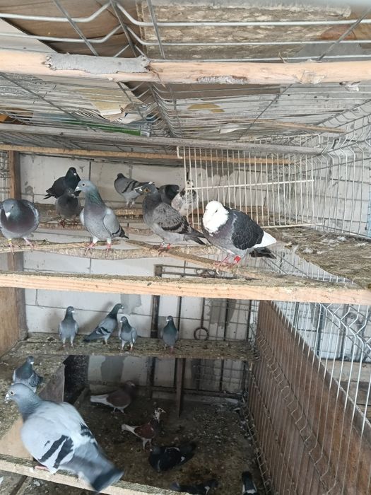 Vând porumbei voiajori pui și bătrâni cu clasări !