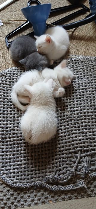 Отдам Котят бесплатно