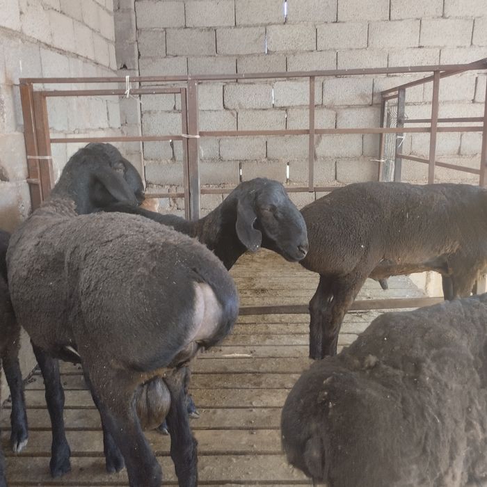 Семіз қошқар сатылады