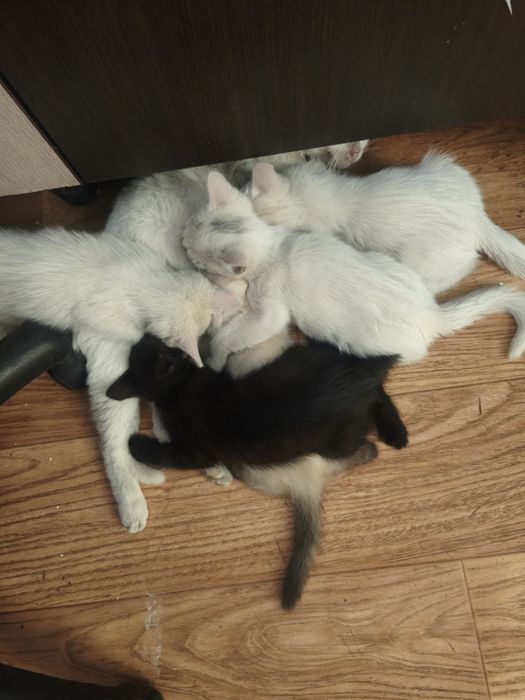 Отдам котят и взрослых кошек