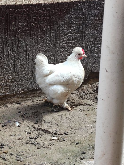 Yapon tovuqla sotladi