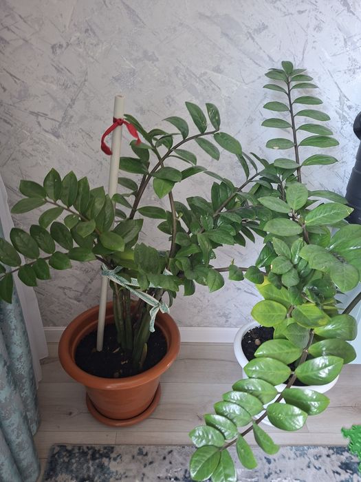 Замиакулькос и кактусы