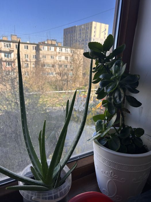 Цветы алое и много других