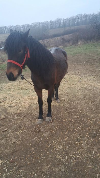 Vând două mânze  tinere