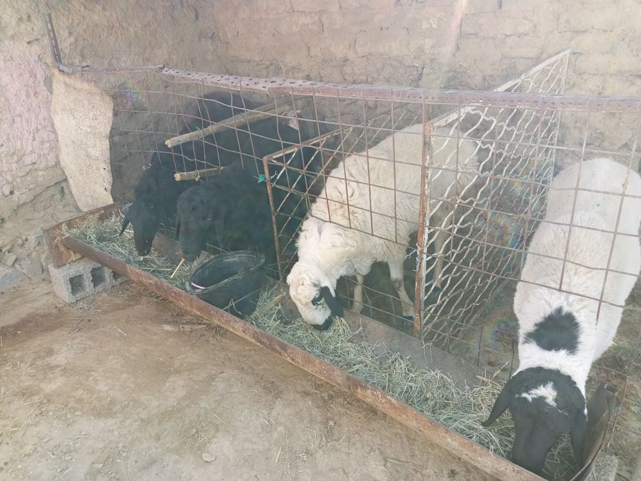 Qo'chqorlar sotiladi