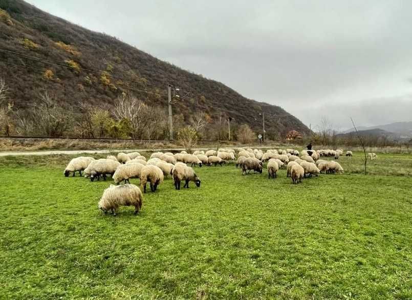 Vand 50 de oi turcane