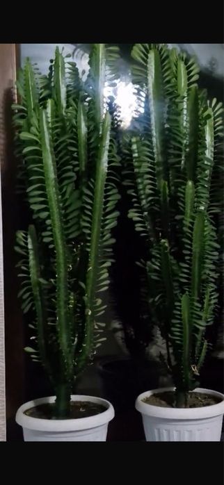 Растения Комнатные цветы