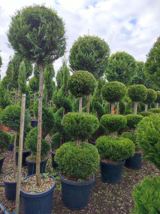 Camelia Japonica,cedru, leylandi