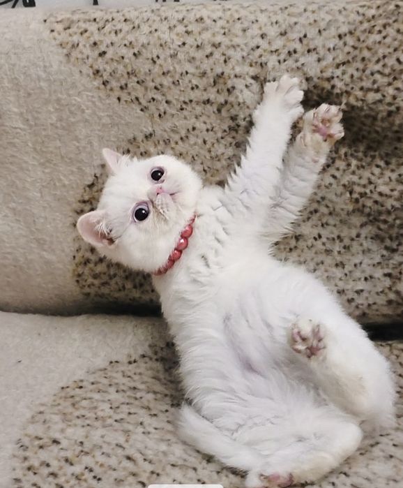 Экзоточка из Проф.Питомника