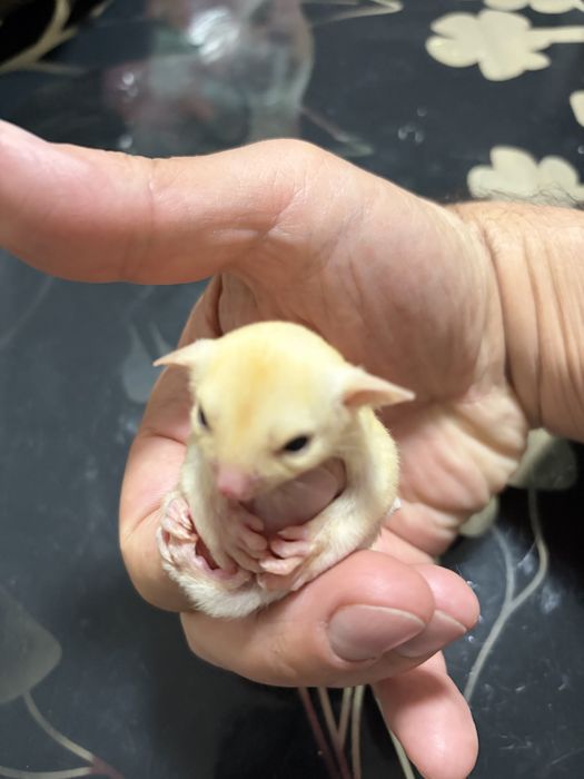 Veverita zburatoare/sugar glider/femela