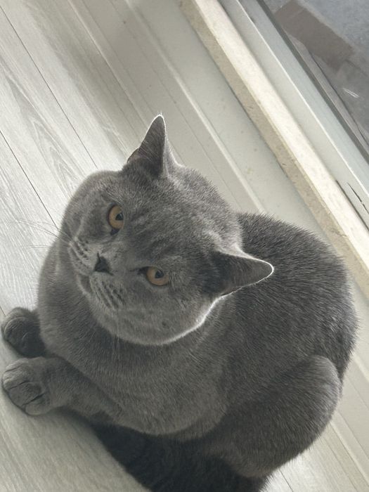 Британска късокосместа