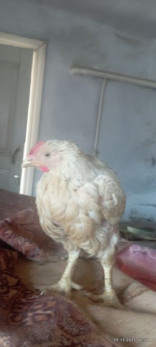 Домашние бройлеры