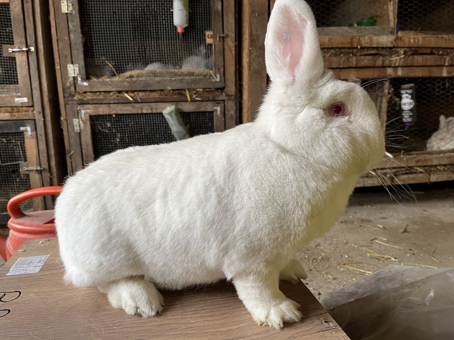 Iepuri neozeelandezi albi