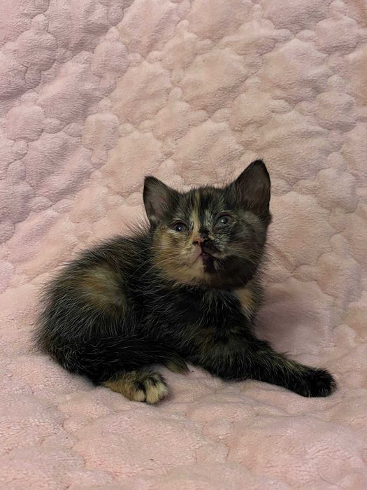 Отдам котят в хорошие руки!