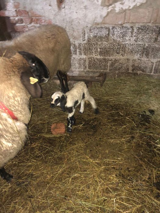 Vand  oi cu miei carabase sarbesti 1500