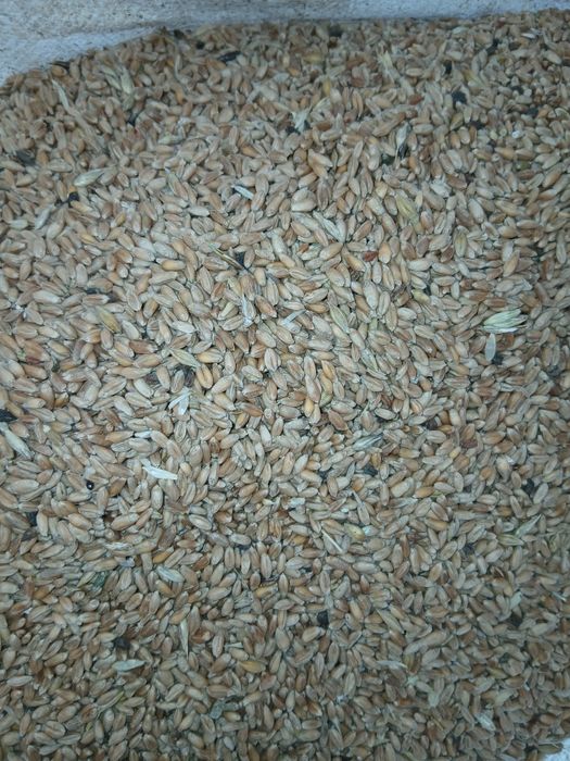 Продам ячмень и пшеницу