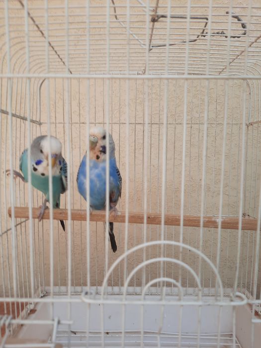 3 пар тути . Ёввойи кушлар