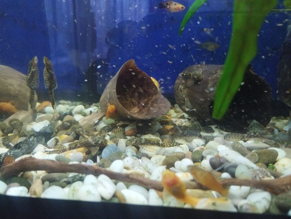 Анциструсы: темные вуалевые