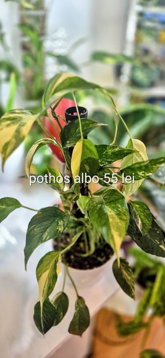 Monstera, begonia, scindapsus , philodendron, thai,aglaonema