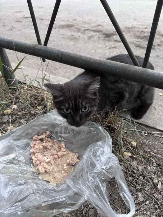 Котик ищет дом, срочно
